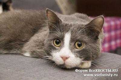 Кошки - Особенный кот Феликс ИЩЕТ ДОМ! (Объявление о животных №6181)
