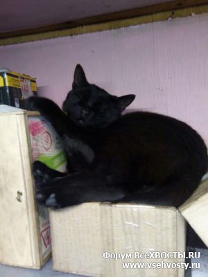 Кошки - Потерялся черный котенок, Ириновский (Объявление о животных №5601)