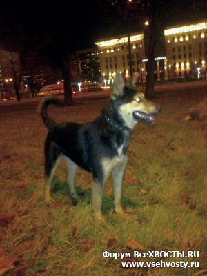 Собаки - Всеволожский район, поселок Лесколово (Объявление о животных №5469)