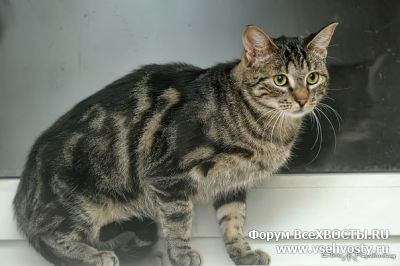 Кошки - Год назад в Калининском р-не потерян кот Лосик с мраморным рисунком, кастрат, 6 лет  (Объявление о животных №5482)