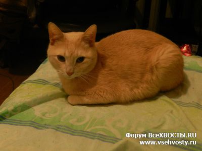 Кошки - Пропал рыжий кот, м. Академическая. (Объявление о животных №5667)