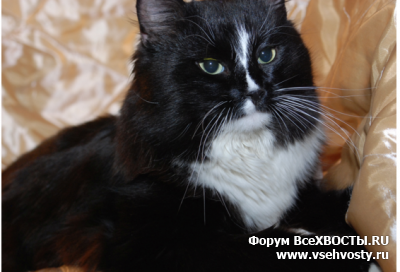 Кошки - Черно-белый котик ищет дом (Объявление о животных №5957)