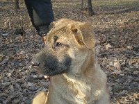 Метис шарпея ищет добрые руки - image.jpg
