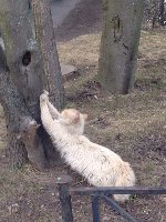 м.Академическая. Помогите найти кота Есть куратор и передержка, но кот не сидит на месте. - image.jpg