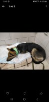 Срочно требуется донор для собаки в Филлмора  - image.jpg