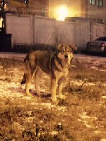 Ищу пристрой для уличного пса - image.jpg