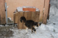 Нужен трехцветный котенок пушистый Спб - image.jpg