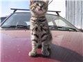 Аватара пользователя