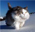 Аватара пользователя