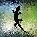 Блохи у кормящей кошки и котят что делать. Смотреть фото Блохи у кормящей кошки и котят что делать. Смотреть картинку Блохи у кормящей кошки и котят что делать. Картинка про Блохи у кормящей кошки и котят что делать. Фото Блохи у кормящей кошки и котят что делать