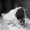 Что такое голодный номер. Смотреть фото Что такое голодный номер. Смотреть картинку Что такое голодный номер. Картинка про Что такое голодный номер. Фото Что такое голодный номер