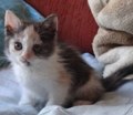 Аватара пользователя
