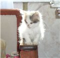 Аватара пользователя