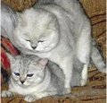 Аватара пользователя