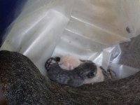 Срочно нужен куратор и передержка трехнедельным котятам - image.jpg