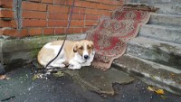 Породистая Услада ищет нового хозяина  - image.jpg