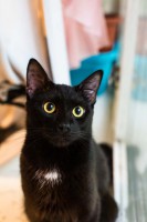 Кот детективной судьбы ждет своих любящих хозяев - image.jpg