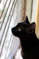 Кот детективной судьбы ждет своих любящих хозяев - image.jpg