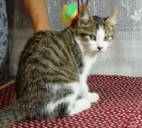 Хэппи есть ручки на котенка 2 месяцев. Ручки проверенные - image.jpg