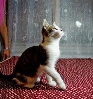 Хэппи есть ручки на котенка 2 месяцев. Ручки проверенные - image.jpg