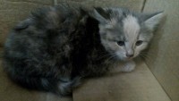 Хэппи есть ручки на котенка 2 месяцев. Ручки проверенные - image.jpg