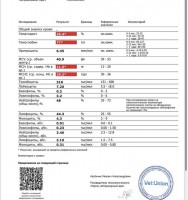 У найденного кота обнаружен ВИК. Где и у кого лечить? - image.jpg