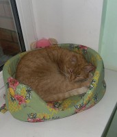 Рыжий котик из подъезда ищет дом - image.jpg